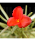 Tillandsia albertiana