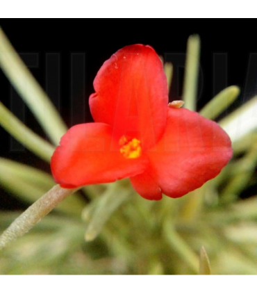 Tillandsia albertiana