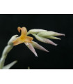 Tillandsia aureobrunnea