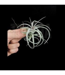 Tillandsia aeranthos 'Curly'