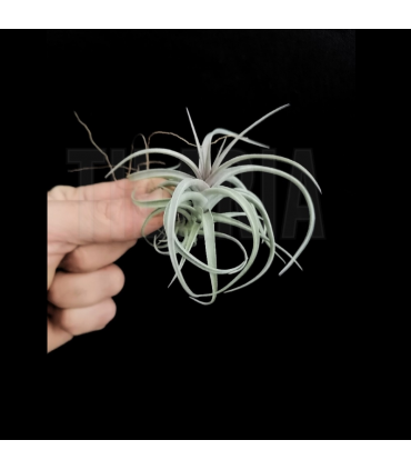 Tillandsia aeranthos 'Curly'