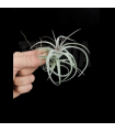 Tillandsia aeranthos 'Curly'