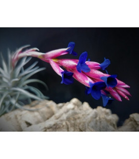 Tillandsia aeranthos 'Curly'