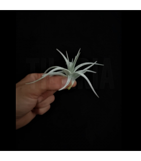 Tillandsia stricta var. albifolia