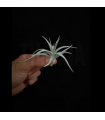 Tillandsia stricta var. albifolia