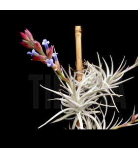 Tillandsia stricta var. albifolia