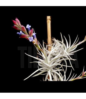 Tillandsia stricta var. albifolia
