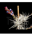 Tillandsia stricta var. albifolia