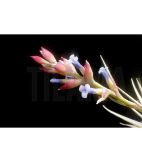 Tillandsia stricta var. albifolia