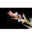 Tillandsia stricta var. albifolia