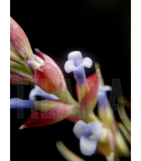 Tillandsia stricta var. albifolia