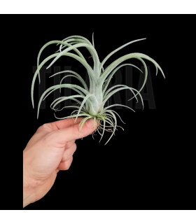 Tillandsia streptophylla x caput-medusae