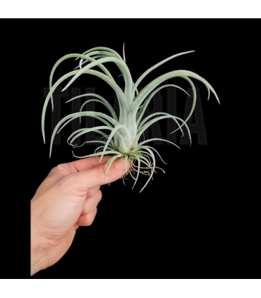 Tillandsia streptophylla x caput-medusae
