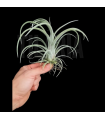 Tillandsia streptophylla x caput-medusae