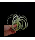 Tillandsia straminea x cacticola