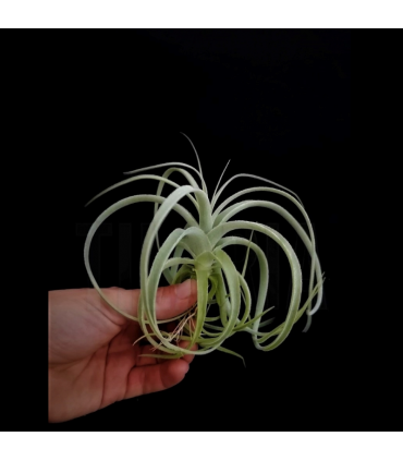 Tillandsia straminea x cacticola