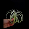 Tillandsia straminea x cacticola