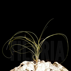 Tillandsia butzii 'roseiflora'