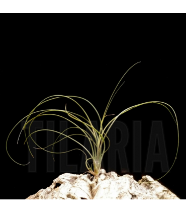 Tillandsia butzii 'roseiflora'