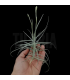 Tillandsia caliginosa x streptocarpa