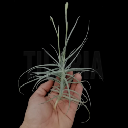 Tillandsia caliginosa x streptocarpa