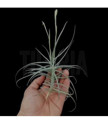 Tillandsia caliginosa x streptocarpa