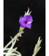 Tillandsia caliginosa x streptocarpa