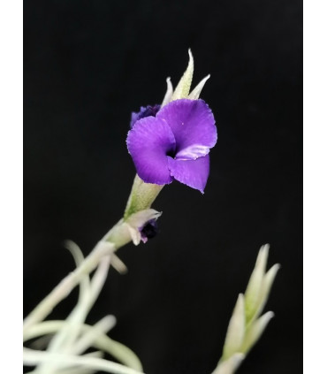 Tillandsia caliginosa x streptocarpa