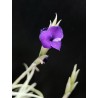 Tillandsia caliginosa x streptocarpa