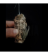 Tillandsia erici S