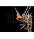 Tillandsia erici S
