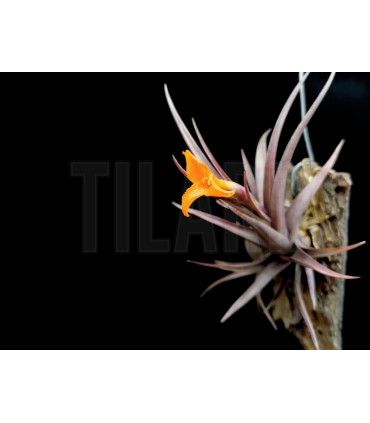 Tillandsia erici S