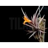 Tillandsia erici S