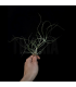 Tillandsia butzii