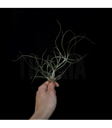 Tillandsia butzii