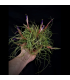 Tillandsia butzii clump