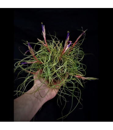 Tillandsia butzii clump