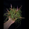 Tillandsia butzii clump