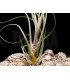 Tillandsia butzii 'roseiflora'