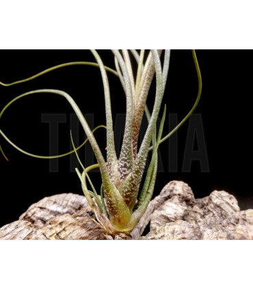 Tillandsia butzii 'roseiflora'