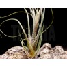 Tillandsia butzii 'roseiflora'