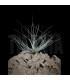 Tillandsia bartramii