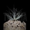 Tillandsia bartramii