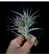 Tillandsia jonesii