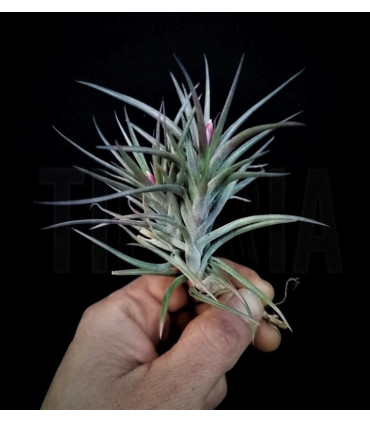 Tillandsia jonesii
