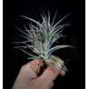 Tillandsia jonesii
