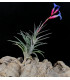 Tillandsia jonesii