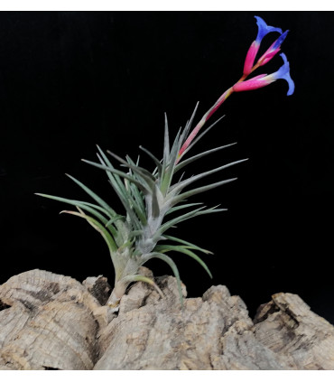 Tillandsia jonesii