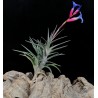 Tillandsia jonesii