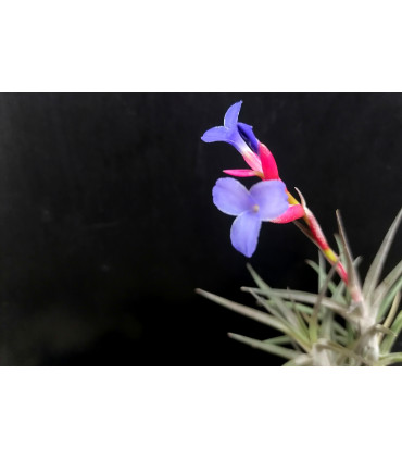 Tillandsia jonesii